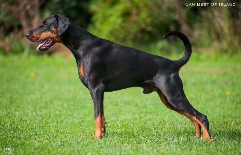 Deckrüde – Bild 2