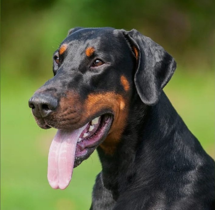 Deckrüde – Portrait