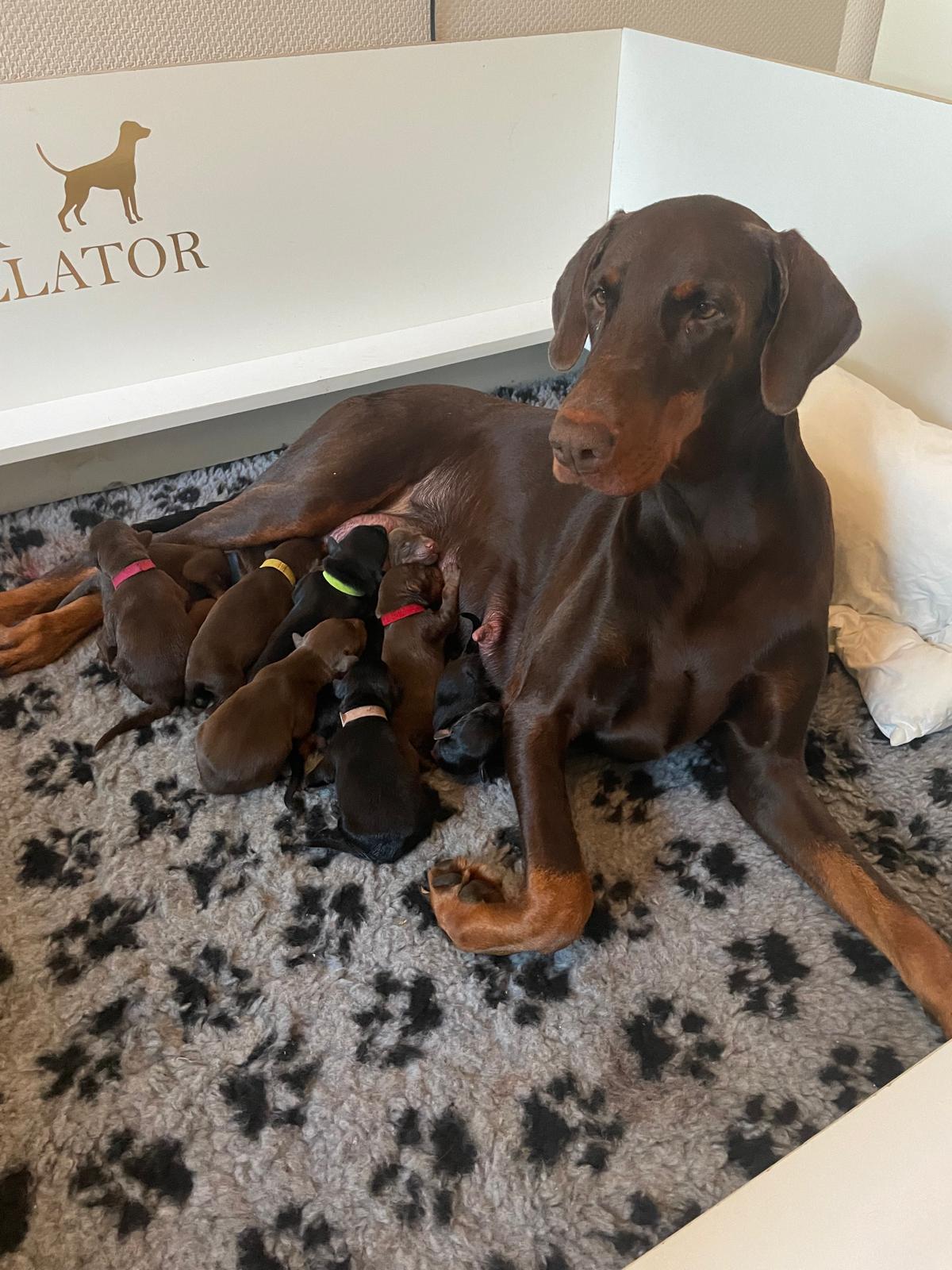 Eni mit ihren Welpen in der Wurfkiste