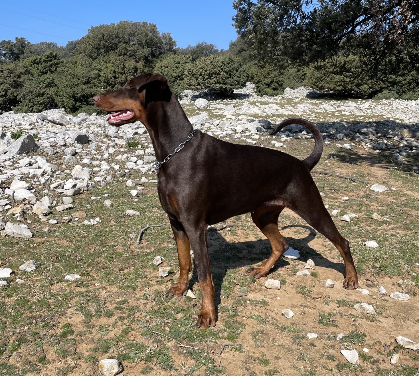 Portrait der Hündin